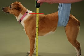 Measure dogs