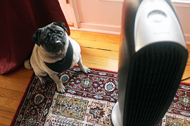 Do air purifiers work for pet allergies
