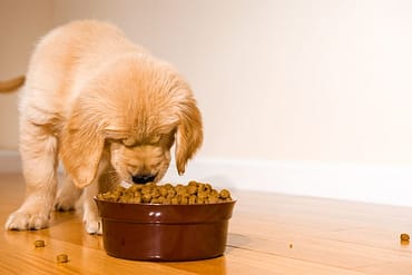 Best tasting dog food for picky eaters