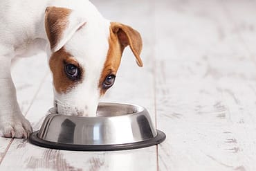 How long does it take for a dog to digest food