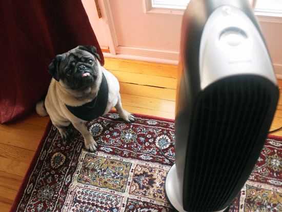 Do air purifiers work for pet allergies