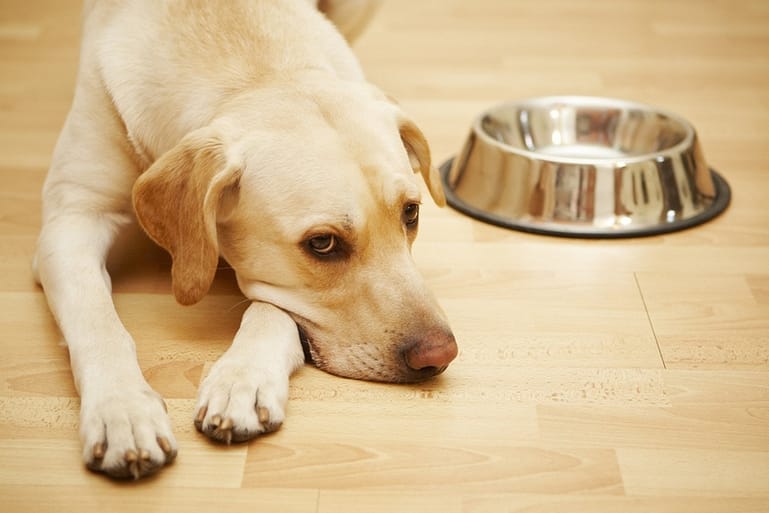 Labrador retriever is laying near a big empty dog food bowl.